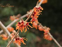 Hamamelis Fire Blaze 2015 02 07 3219